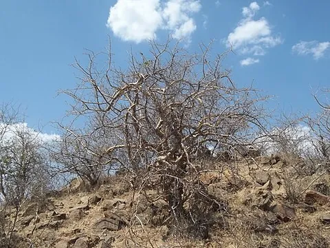 guggul: commiphora wightii, a flowering plant most common in northern India, with thin papery bark and...