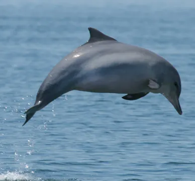 guiana dolphin: a dolphin (Sotalia guianensis) found in the coastal waters to the north and east of South America,...