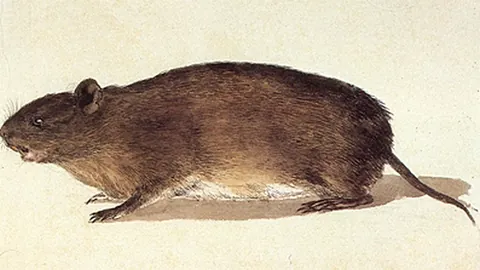 guiara: a ratlike rodent of the genus Euryzygomatomys