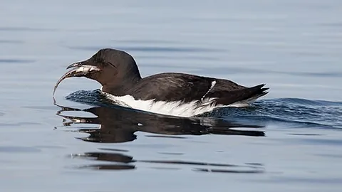 guillemot: any seabird belonging to the genera Uria and Cepphus of the auk family Alcidae. They have black and...