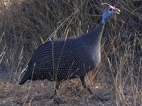 guinea fowl: any of several African birds of the family Numididae (6 species) resembling partridges