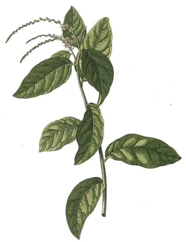 guinea hen weed: any member of the species Petiveria alliacea of perennial shrubs, growing in tropical areas of...