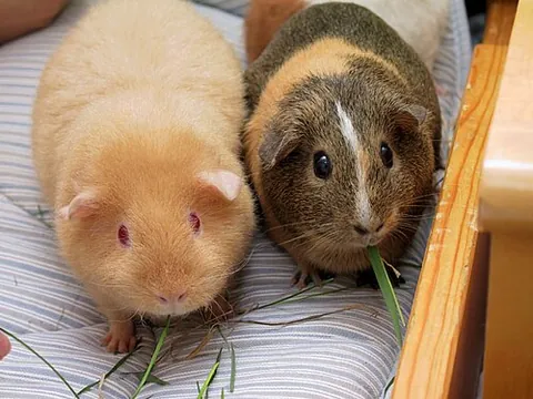 guinea pig: any tailless rodent of the genus Cavia, which have short ears and superficially resemble large...