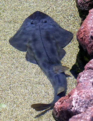 guitarfish: any of the family Rhinobatidae of rays with elongated bodies, flattened heads and trunks, and...