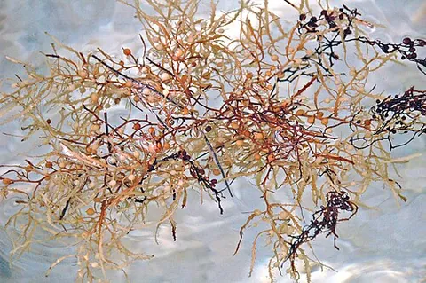 gulfweed: sargassum; algae of the genus Sargassum