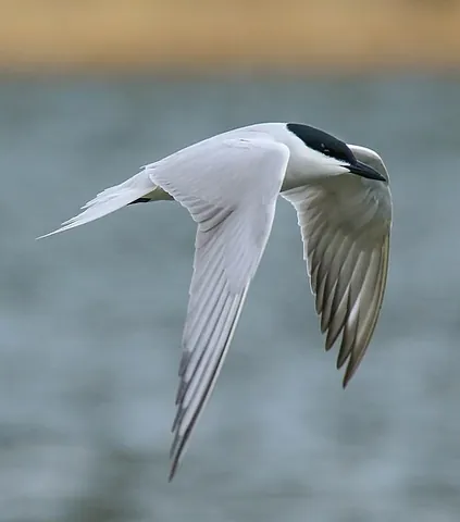 gull-billed tern: a medium-sized tern, Gelochelidon nilotica, family Laridae, with a thick stout black bill, found in...