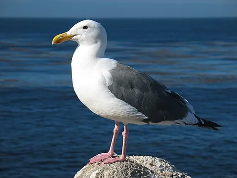 gull: a seabird of the genus Larus or of the subfamily Larinae