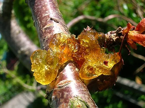 gummosis: the formation of patches of a gummy substance on the surface of certain plants, particularly fruit...