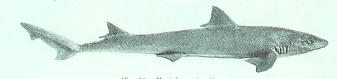 gummy shark: a species of shark, Mustelus antarcticus, endemic to southern and south-eastern Australia, the meat...