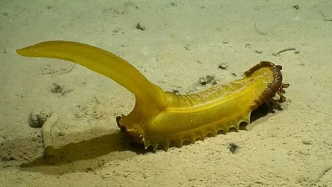 gummy squirrel: any of the species Psychropotes longicauda of deep-sea sea cucumbers with a tail-like appendage