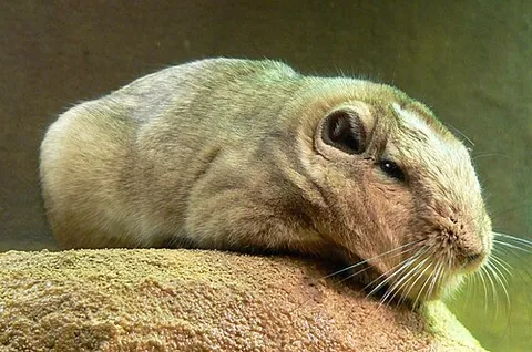 gundi: any of the several North African rodents of the family Ctenodactylidae