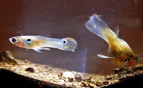 guppy: a species of tiny freshwater fish, Poecilia reticulata, popular in home aquariums, that usually has...