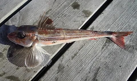 gurnard: any of various marine fish of the family Triglidae that have a large armored head and fingerlike...