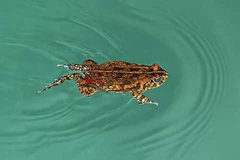 guttural toad: a toad, Sclerophrys gutturalis