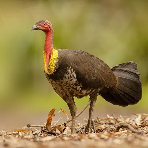 gweela: a large megapode bird of species Alectura lathami, with black feathers and a red head, found in...