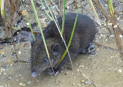 gymnure: a small carnivorous mammal, subfamily Galericinae, related to the hedgehogs and resembling a large...