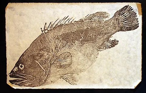 gyotaku: traditional Japanese fish printing