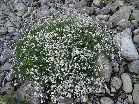 gypsophila: any of the many flowering plants of the genus Gypsophila, which have a profusion of small pink or...