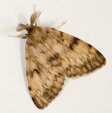 gypsy moth: a moth of species Lymantria dispar, destructive of many plants, of worldwide distribution