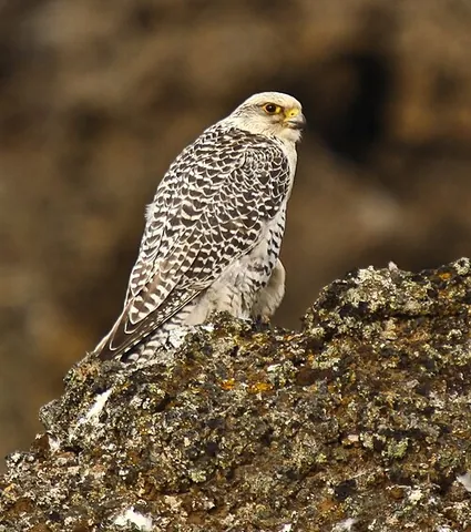 gyrfalcon: any large falcon, especially as used to fly at herons