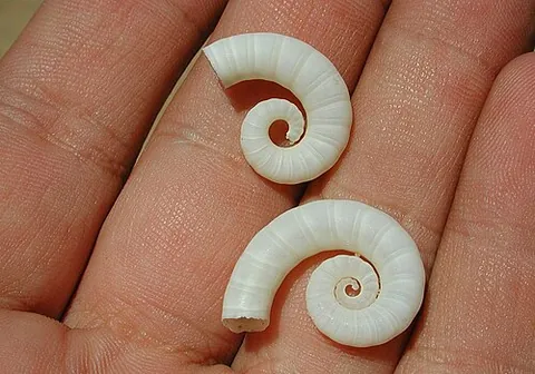 gyrocone: (An organism with) a gyroconic shell