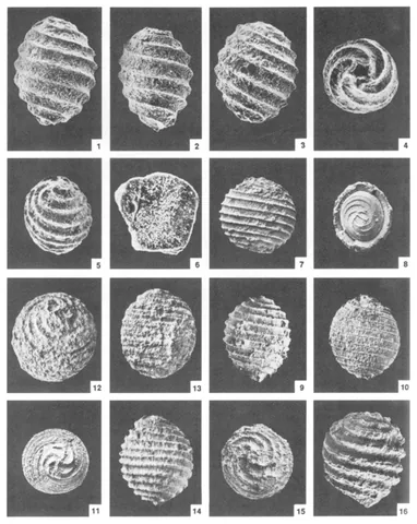 gyrogonite: the petrified fruit of several species of stonewort