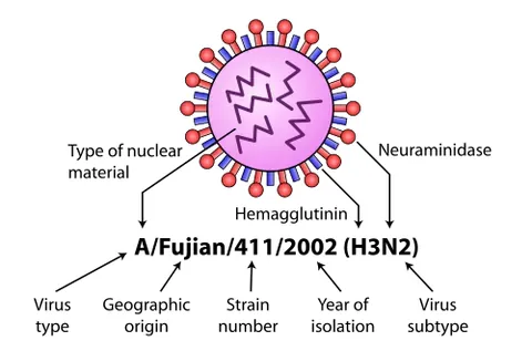 h1n1: a strain of influenza, the most common cause of flu in humans; also the strain responsible for...