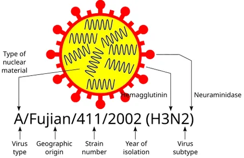 h5n1: a strain of avian influenza, often lethal in humans but not transmissible between humans