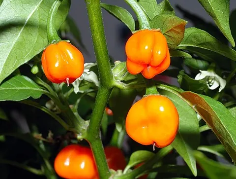 habanero: an intensely spicy chili pepper, Capsicum chinense