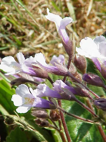 haberlea: any plant of the genus Haberlea, perennials native to Bulgaria and Greece