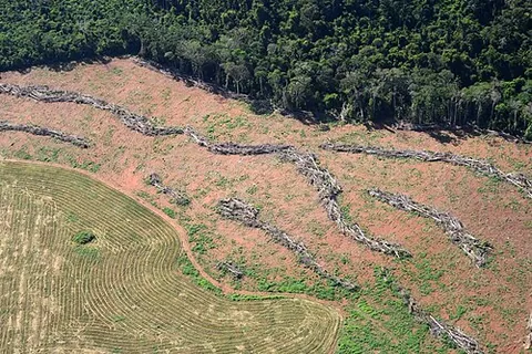 habitat loss: alteration of an environment so that a species or multiple species may no longer habitably live...