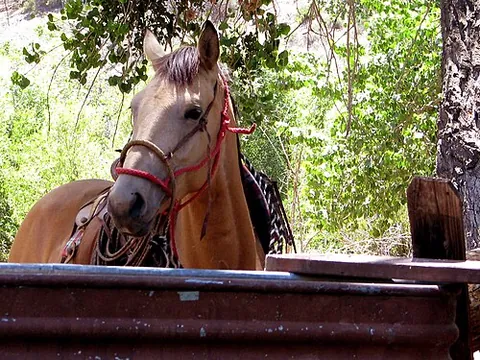 hackamore: a kind of bridle with no bit