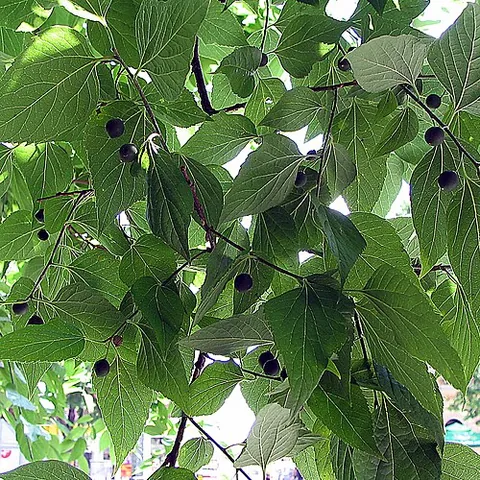 hackberry: any of several deciduous trees of the genus Celtis, widespread over the Northern Hemisphere, having...