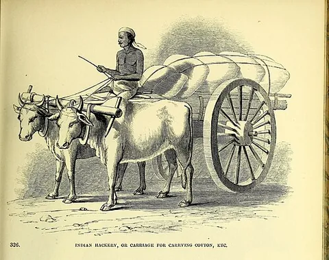 hackery: a two-wheeled oxcart used for transporting freight