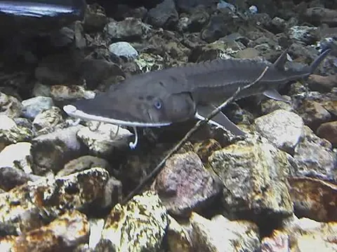 hackleback: a small North American sturgeon, Scaphirhynchus platorynchus, the roe of which is harvested for...