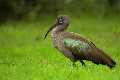 hadada ibis: bostrychia hagedash, an ibis found in Sub-Saharan Africa