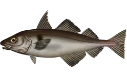 haddock: a saltwater fish, Melanogrammus aeglefinus, of the North Atlantic, important as a food fish
