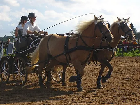 haflinger: a relatively small draught horse breed, are always chestnut with flaxen mane and tail