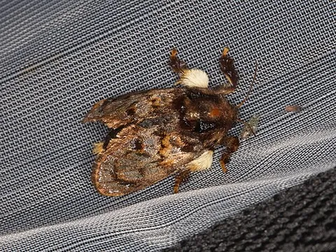 hag moth: phobetron pithecium, a moth of the family Limacodidae