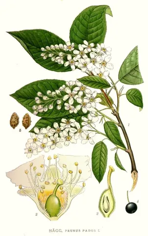 hagberry: prunus padus, a species of cherry native to northern Europe and northern Asia, the bird cherry