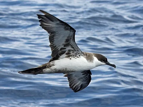 hagdon: any member of any of several species of sea birds of the genus Puffinus, especially, of species...