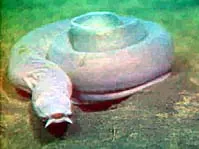 hagfish: any of the primitive eellike fish, of the family Myxinidae, having a sucking mouth with rasping...
