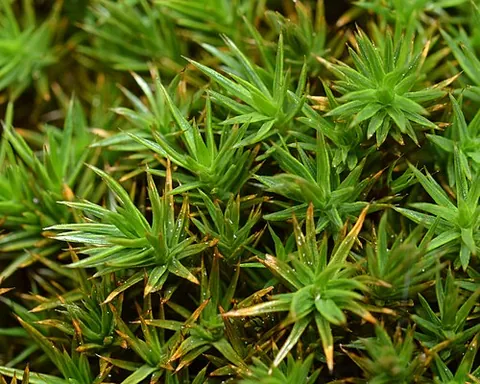 haircap: any of various mosses of the family Polytrichaceae