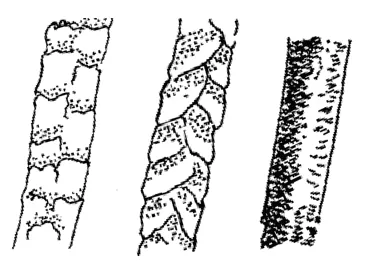 hairscale: a scale that is long and thin, resembling a hair