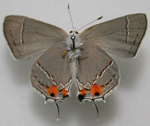 hairstreak: any of many butterflies, of the subfamily Theclinae, that have hairlike projections on the back...