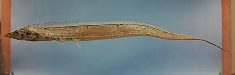hairtail: any of a number of species of marine fishes of the family Trichiuridae, long, band-like, with a...