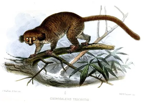 hairy-eared dwarf lemur: a nocturnal lemur, Allocebus trichotis