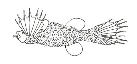 hairyfish: mirapinna esau, a fish in the family Cetomimidae with unusual fins resembling thorns or hairs