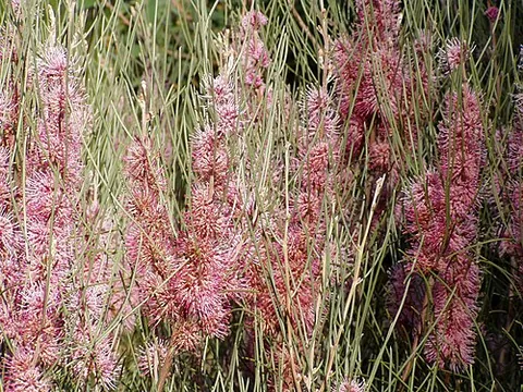 hakea: a shrub of the genus Hakea, of Australia