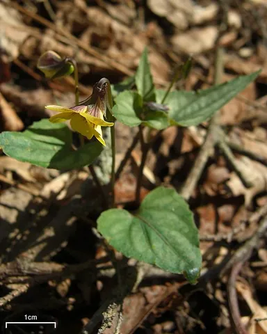 halberdleaf yellow violet: viola hastata, principally of the woodlands of the Appalachians and nearby areas